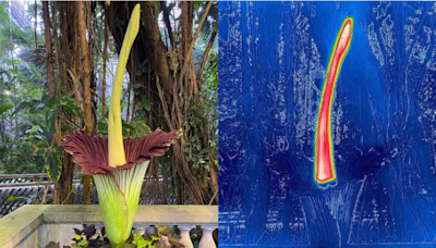 How often do corpse flowers bloom?