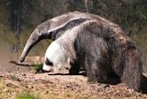 Giant anteater