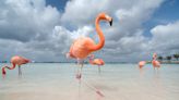 Wild Flamingos Spotted in Landlocked States and Other Surprising Places After Hurricane Idalia