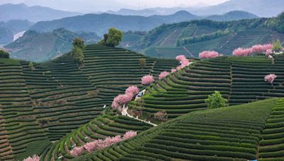 See 15 Photos Of Cherry Blossoms In Full Bloom Around The World