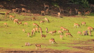 Forest Department officials bust deer hunting racket in Kanakapura