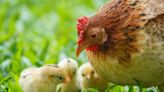 Mama Hen Almost Forgets Her Adopted Chick as She Leaves the ‘Maternity Ward’ for the First Time