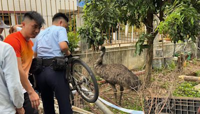 鴕鳥出走記 流浮山漫遊兩天被捉回 - 香港動物報 Hong Kong Animal Post