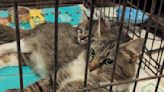 ANIMAL CONNECTION: Kitten Count up to 98 at the SPCA Albrecht Center