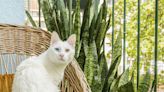 Are Snake Plants Toxic to Cats?