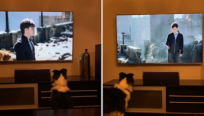 Laughter as dog watching movie is convinced Harry Potter is playing fetch