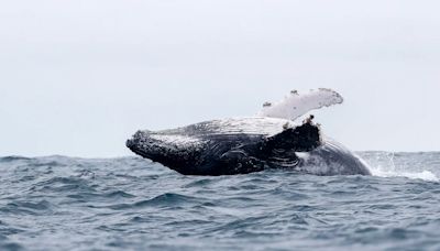 El impresionante viaje de las ballenas jorobadas a Ecuador