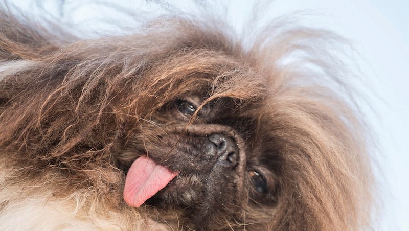 Video: Wild Thang crowned victor of ‘World’s Ugliest Dog’ contest