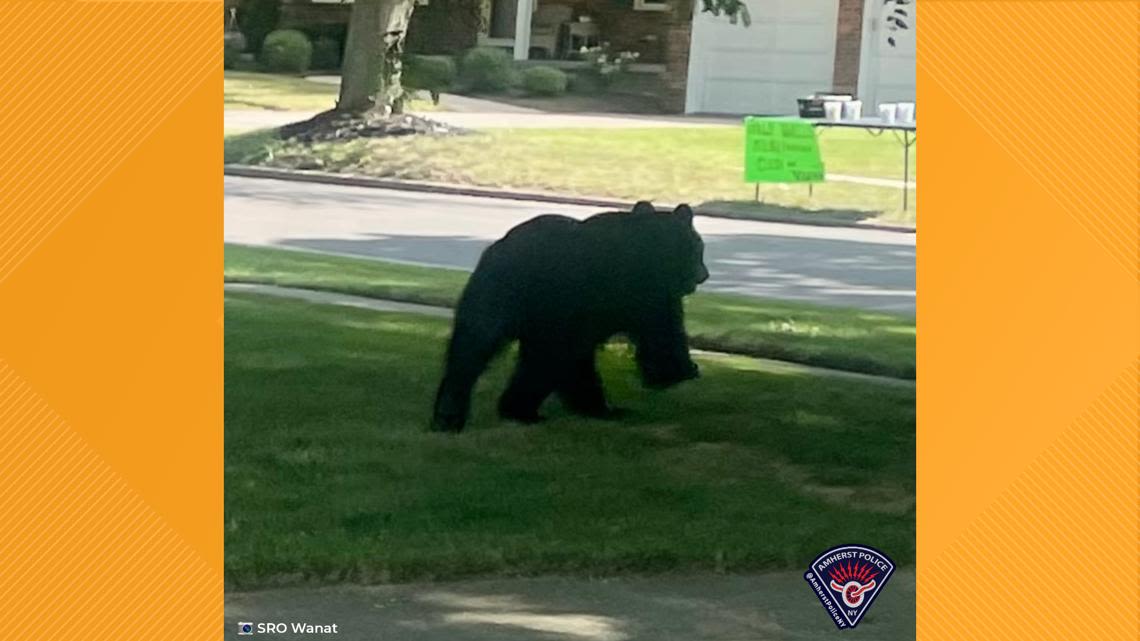 Black bear sighting in Amherst