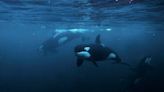 Coordinated boat attacks were just teen orcas having a little fun, study says