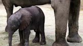 Indianapolis Zoo Announces Historic Elephant Birth