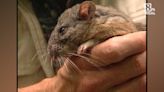 From the News 8 Vault: What's the difference between woodrats and other rats?