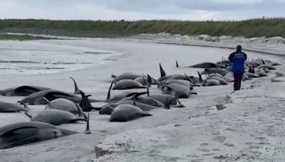 Whole pod of 77 whales likely to die in huge stranding - experts