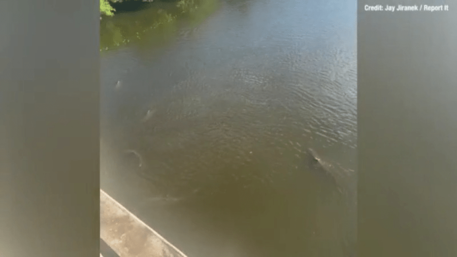 WATCH: Large group of bull sharks spotted circling in Tampa Bay