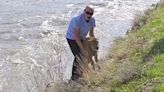 Yellowstone National Park says encounter between park visitor and bison calf forced authorities to euthanize animal