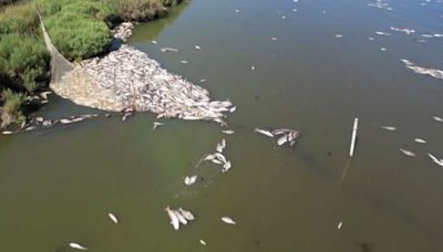 WATCH: Masses of fish die-off at lagoon in Italy