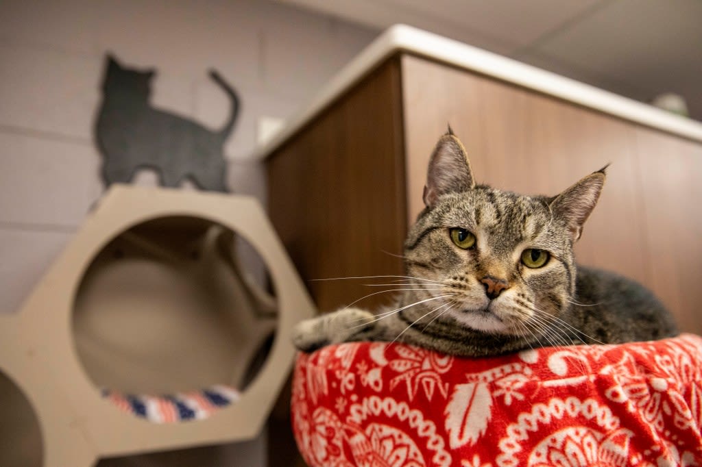 Peaceable Kingdom just finished a 10-year renovation project. Here’s what’s new at the Lehigh Valley animal shelter.