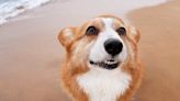 Seaside to host corgi beach takeover fundraising benefit