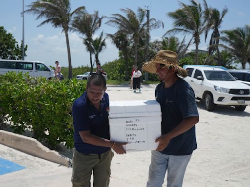 Mexico evacuates even sea turtle eggs from beaches as Hurricane Beryl approaches