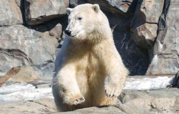 Polar Bear at Alaska Zoo Gets in the Olympic Spirit and Goes Viral for Diving in Exhibit: 'Perfect Form'