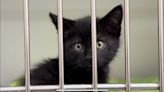 Tri-Cities declares Kitten Harvest with dozens of fluffy friends up for adoption