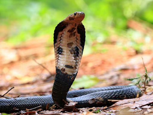How a century-old drug could revolutionise cobra bite treatment