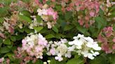 Henry Homeyer: Hydrangeas are a guaranteed winner, no green thumb required