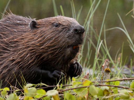 Beavers build 'ideal' habitat for endangered native voles