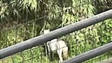 Animalistas alertan sobre el abandono de un caballo en el barranco de Xenillet de Torrent