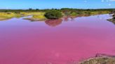 This pond in Hawaii has mysteriously turned bubblegum pink. Is drought to blame?