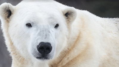Polar Bear 'Baffin' Dies After Rough Play With Companion Bear 'Siku' At Calgary Zoo | Here's What Happened