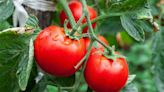 When to prune, not prune tomato plants