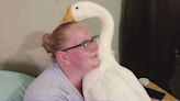 Iowa woman battling city over emotional support goose: 'He's the light of my day'