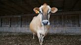 Nugget the cow: Seaweed-munching bovine chews on solution to methane problem