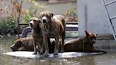 How to prepare cats and dogs for hurricanes and other climate disasters