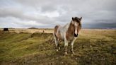 Court of Appeal hears challenge over right to wild camp on Dartmoor