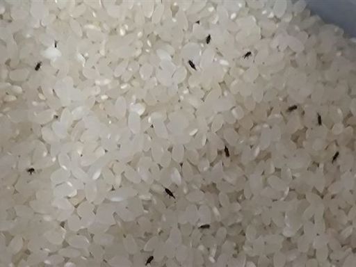 她買米驚見「滿滿米蟲」急喊退貨 米商教1招「蟲、卵全滅」