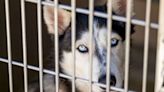 Douglas County Animal Shelter under quarantine after pneumonia outbreak