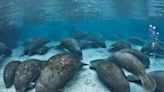 Effort to increase protections for Florida's beloved manatees takes first steps