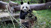 Los pandas Jin Xi y Zhu Yu viajan ya desde China a España