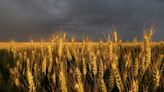 Un 68% del trigo blando francés alcanza calificación buena o excelente al 26 de febrero