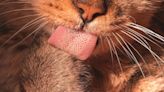 Cómo es la lengua de los gatos