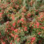 Cotoneaster Microphyllus