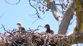 SLO County eagles brought baby hawk to their nest as food. Now they’re raising it instead
