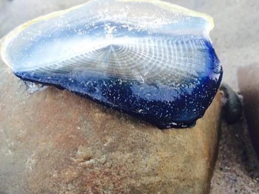 What are those blue blobs piling up on San Diego beaches? Velella velellas!