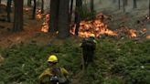 Why fire crews use different tactics to stop flames from reaching sequoia trees