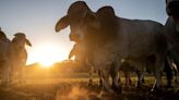 Dry pastures force Texas ranchers to slaughter ever more cows