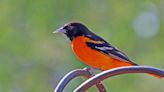 Gerald Winegrad: Presenting the Baltimore oriole, a bird shared throughout the Americas | COMMENTARY