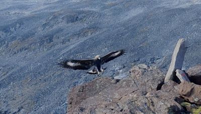 Golden eagle which attacked toddler in Norway ‘likely had behavioural disorder’