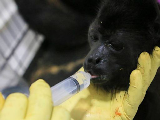 It’s so hot in Mexico that howler monkeys are falling dead from trees